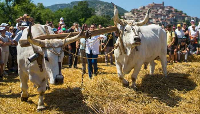 18 Palio del grano e Campdrigrano - Dal 4 al 10 luglio 2022 - Caselle in Pittari