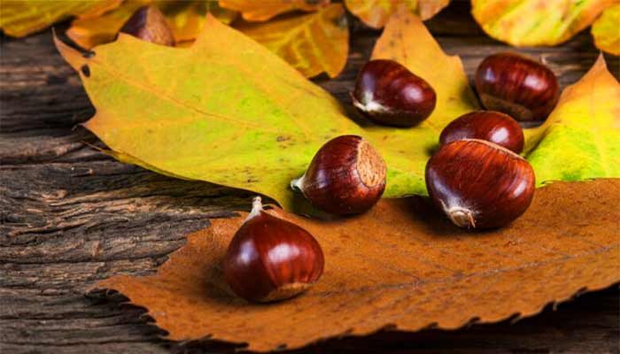 50a Festa della Castagna e dell'Olio - dal 19 al 22 Ottobre 2023 - Salento
